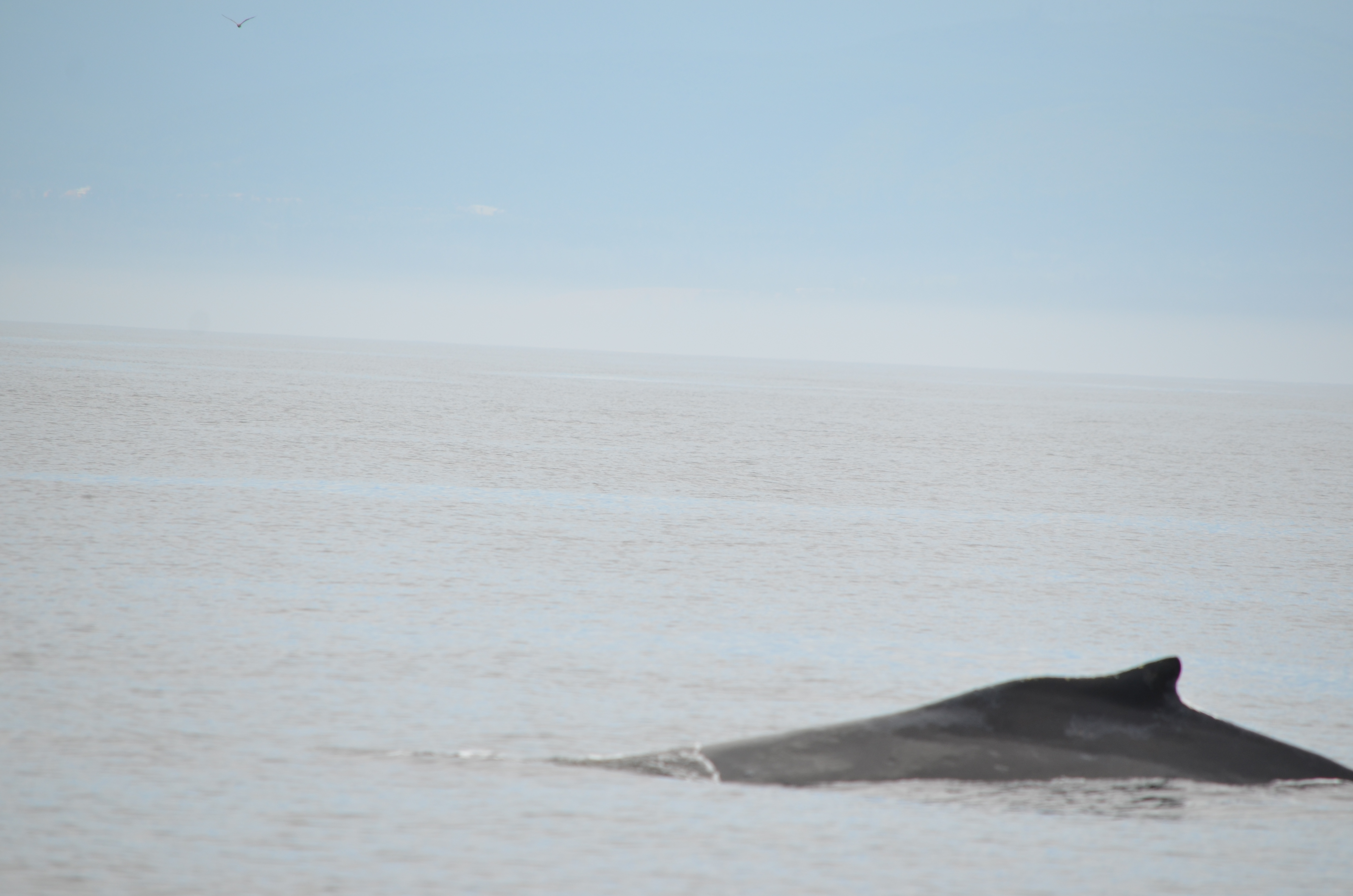 photos/wildlife/Mammal_Species/Humpback Whale/DSC_0073.JPG